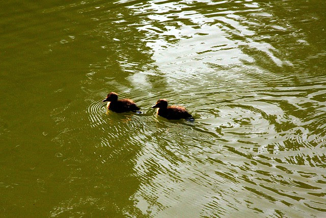 laurelhurst park, august '09