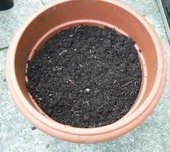 Top layer compost
