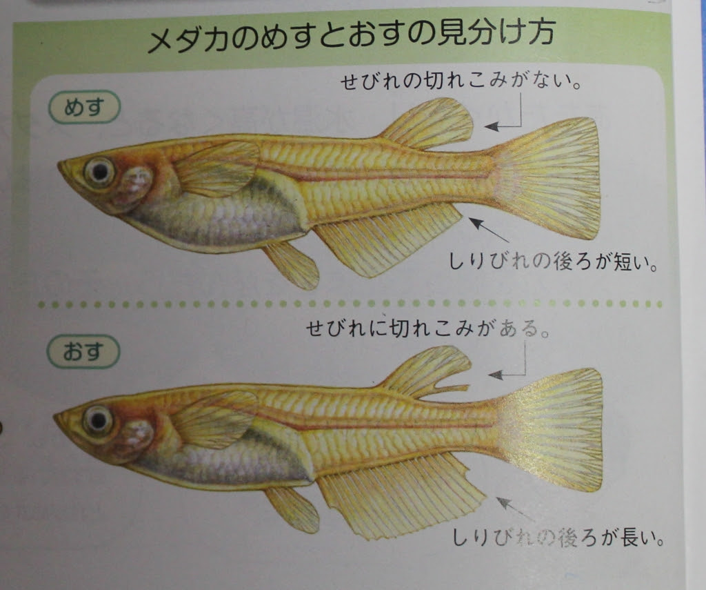 わくわく理科 ５年生の教科書から めだかハウスきらら