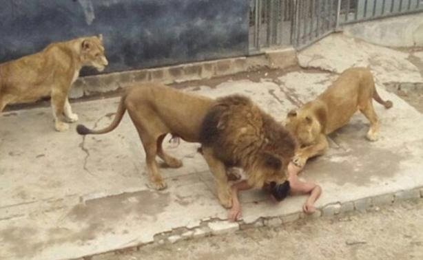 Αδιανόητο! Έπεσε στο κλουβί με τα λιοντάρια για να αυτοκτονήσει! 