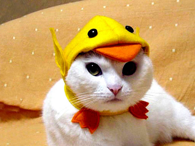 funny cat wallpaper. Cute amp; Funny Pet Costumes