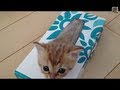 √1000以上 猫 ティッシュ ��ース 230397-ティッシュ 猫 ���ース