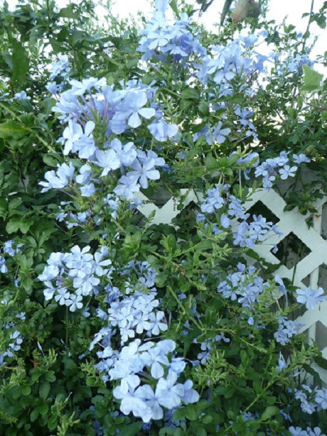 水色の花 My Little Corner Of England