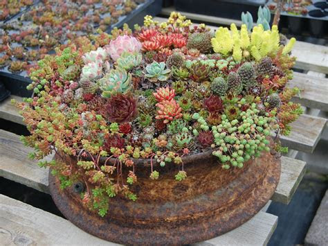 Plants need adequate light to survive. How to Grow and Care for Container Succulents | World of