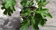 Baru Gambar Pohon Ara Yang Tidak Berbuah, Gambar Istimewa!