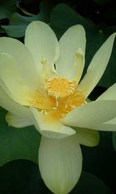 カエルたち 赤と青 足すことの黄花蓮 キバナハス Jpg