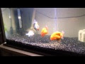 √99以上 らんちゅう 稚魚 餌 回数 165008