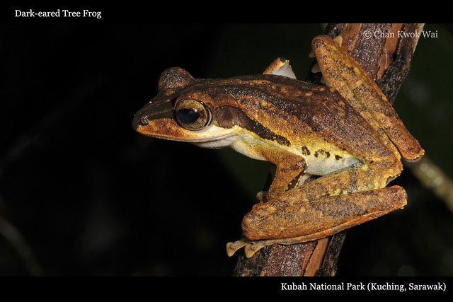 Dark-eared Tree Frog