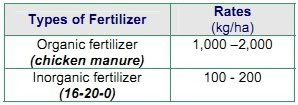 basal fertilization