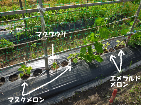 カボチャの棚つくり 楽しい農業生活