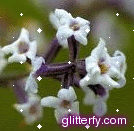 Glitter
Photos