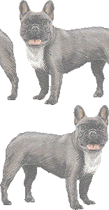 フレンチ ブルドッグのイラスト 条件付フリー素材集