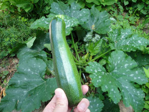 ズッキーニ1本 小梅太郎の そこそこ家庭菜園