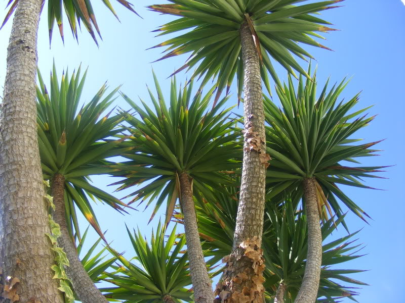 Yucca elephantipes 2