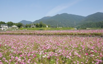 コスモスフェスタ 福岡県町村会