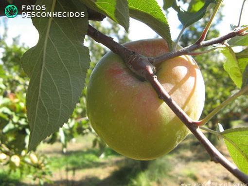 Alimentos que estão sumindo do planeta