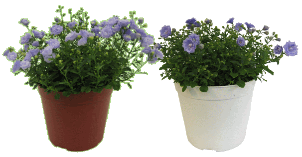 Opteカンパヌラのページ