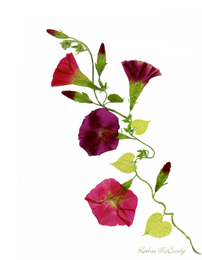 699x900 Morning Glory Vine Photograph By Kathie Mccurdy
