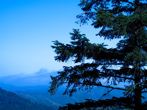 tam tree