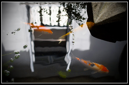 Fish and Reflections