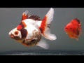 √ 100 ou plus poisson japonais bebe 308389