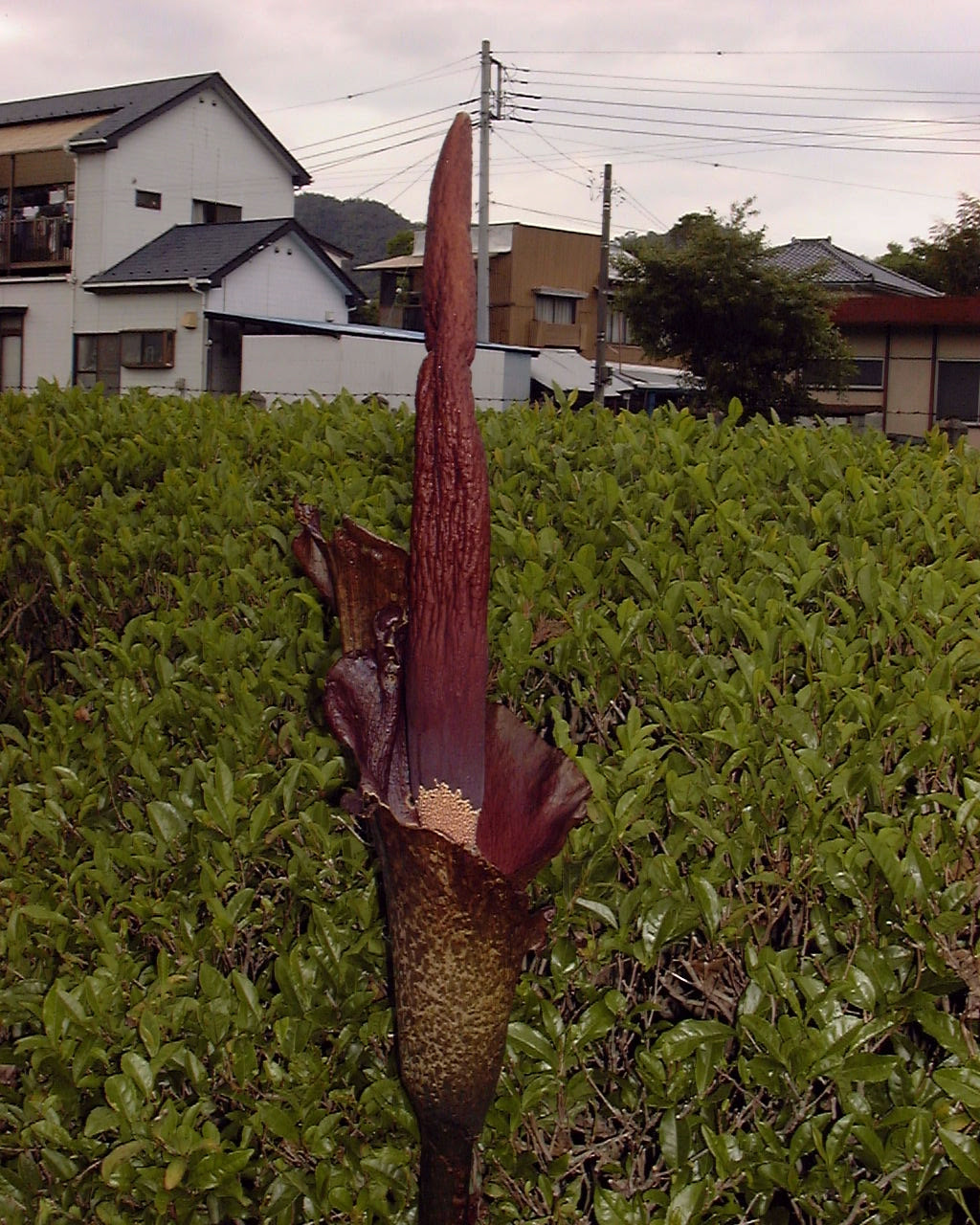 蒟蒻 こんにゃく の花