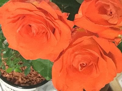 ジャガイモ バラ 挿し木 きまぐれスミトン