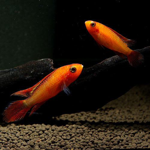 8月18 19日週末セール紹介 熱帯魚ショップ 熱帯魚販売店 アクアライズ大宮