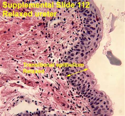 epithelium