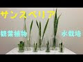 ++ 50 ++ サンスベリア 葉水 184694-サンスベリア 葉水