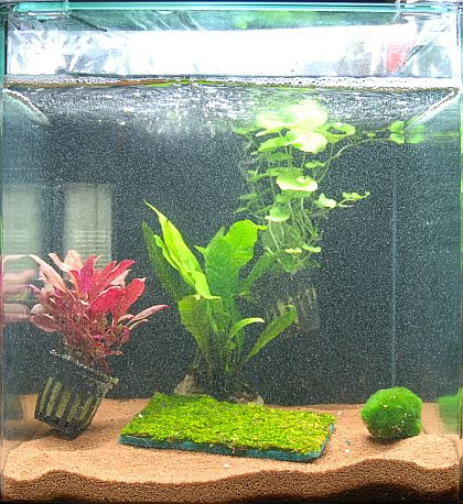 水槽立ち上げ１週間 ブログ引っ越し