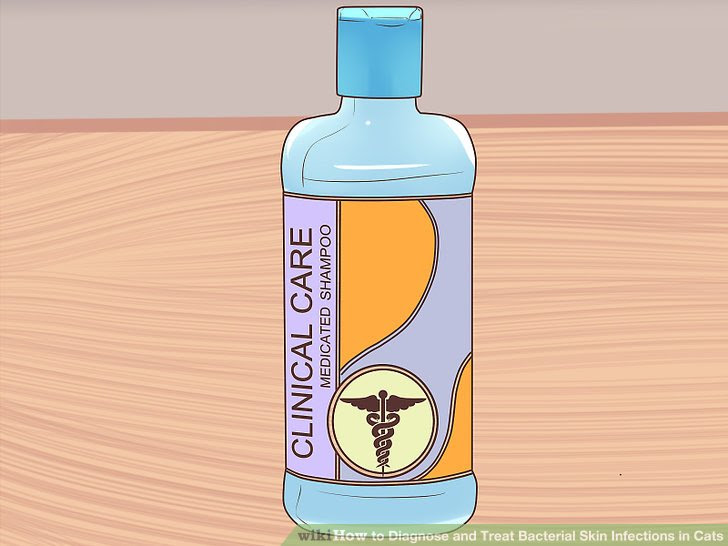 Diagnose and Treat Bacterial Skin Infections in Cats Step 7.jpg