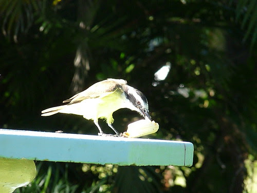 páscoa 038