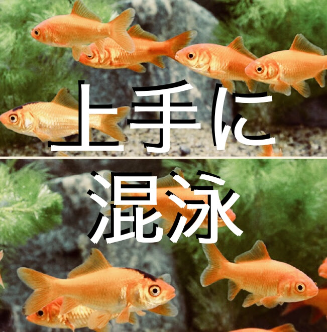 金魚すくいの金魚を上手に混泳させる方法とは 小赤と出目金を一緒に飼いたい Sakana Tachihara Com 水槽で飼える生き物たち