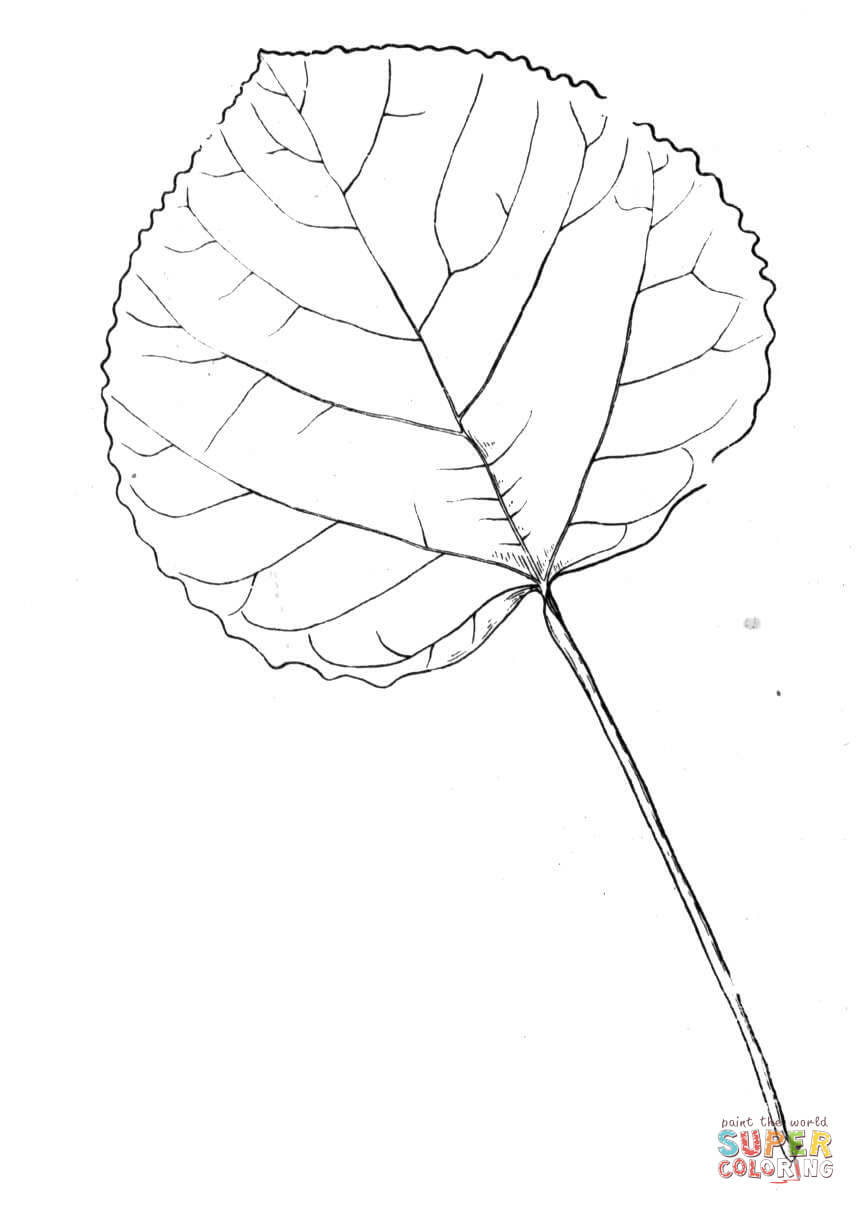 Clicca su disegni da colorare di Foglia di pioppo