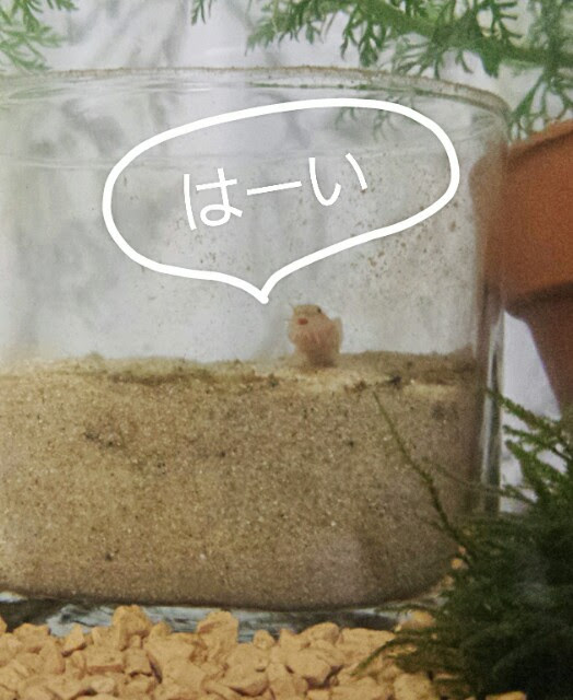 ドジョウの飼育を始めました みちこの日常ぶろぐ
