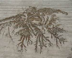 Icy Rorschach on Wood
