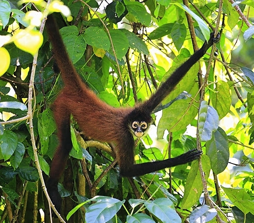 Spider monkey in Costa Rica