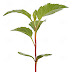 Apple Tree Sprout : The apple sprout is an item added by cyclic.