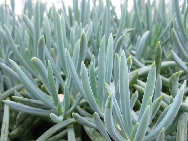 succulent