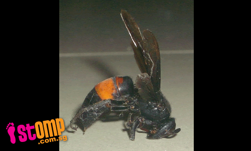 "Gigantic insect flies into my house for the third time!"
