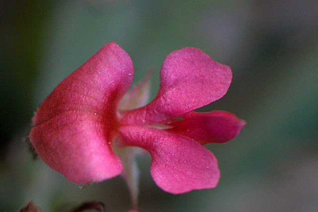 Flora