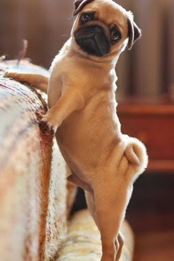 かわいいパグ壁紙 Phonekyから携帯端末にダウンロード