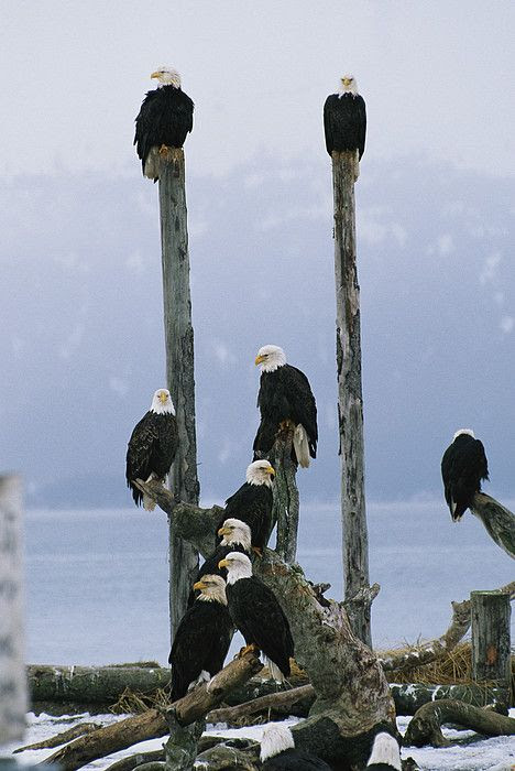 Wish I could have seen this many on the cruise but we came early and the whales and eagles came a bit later