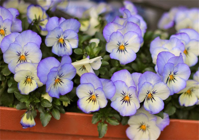 パンジーの花言葉 淡いブルーのパンジーの花の写真 みみみんブログ