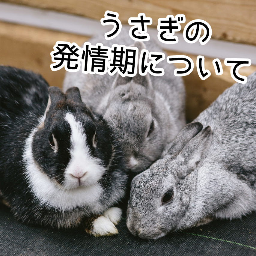 うさぎの発情とは 発情期のオス メスの行動 症状 対応の仕方は
