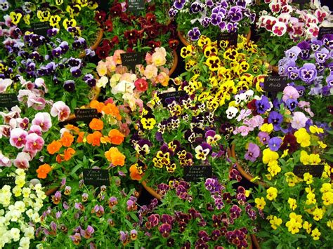 ocd gardening flickr photo sharing