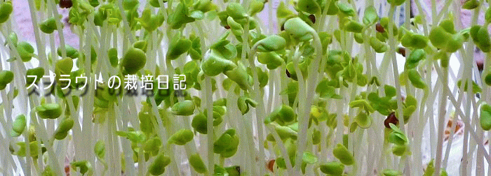 スプラウトの栽培日記