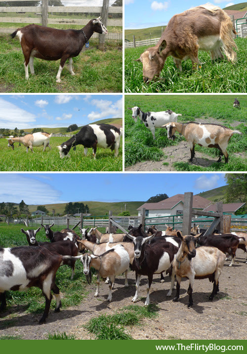 harley-farms-dairy-goats-cadbury