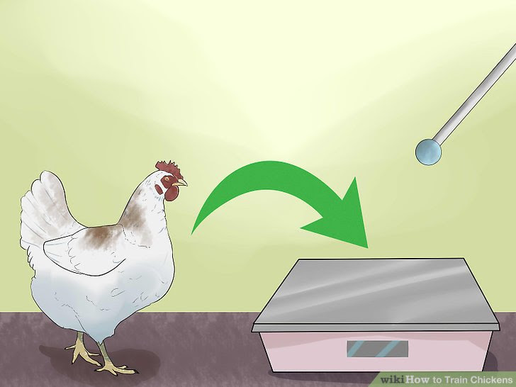 Train Chickens Step 19.jpg